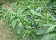 42 dans le soutien de plante de tomate de fil de 8 mesures du jardin