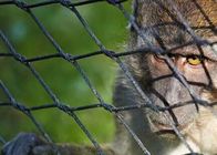 Petit filet flexible de clôture net de câble de Mesh Monkey Enclosure Ss Zoo de câble métallique en métal d'oiseau