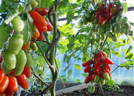 L'énergie verte a enduit des enjeux de spirale de tomate de 6.5mm