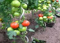 L'énergie verte a enduit des enjeux de spirale de tomate de 6.5mm