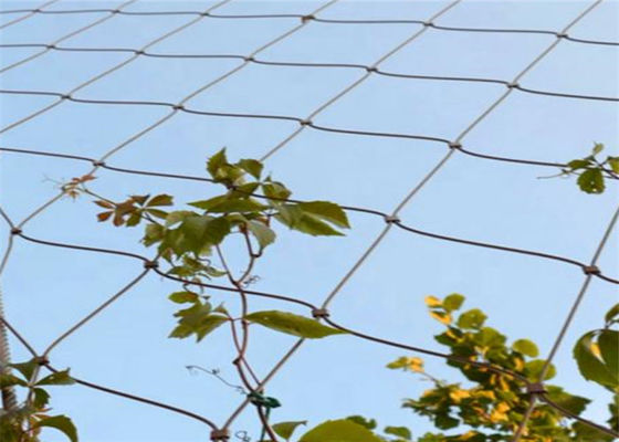 câble métallique de l'acier inoxydable Ss304 de 7x7 2-3mm Mesh Plant Climbing